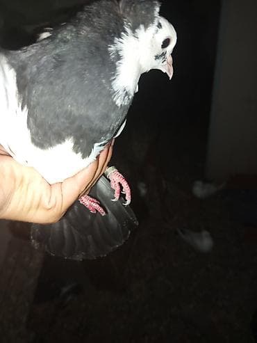 goyercin satisi: 3-15azn arası quşlar bir quş varki 20azndi el çalanda havada takla — 2