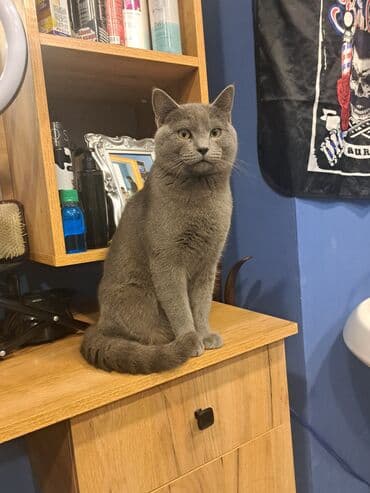 Çanta və çexollar: Şortlad satıram burda olmuyacam deyə sahiblənmək isdiyən ciddi şəxslər — 4