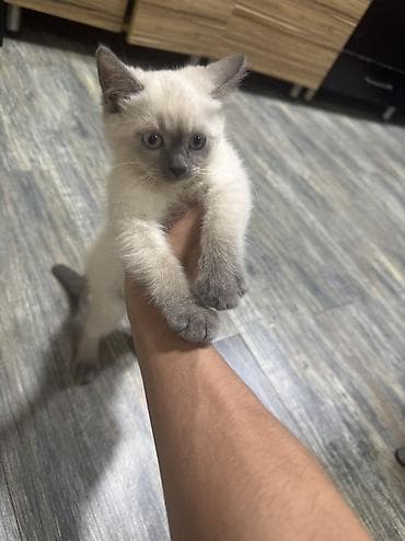 K/t heyvanları və malları: Siam, Dişi, Yaxşı əllərə, Ödənişli çatdırılma — 3