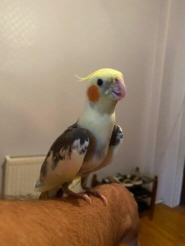 Кошки: Ələ örgenmis danismaq vaxdina hazir erkek korella satilir saglam — 1