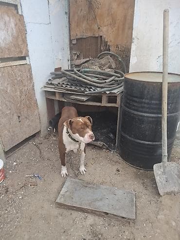 itlerin alisi: Pitbul, 2 ay, Erkek, Ünvandan götürmə — 2