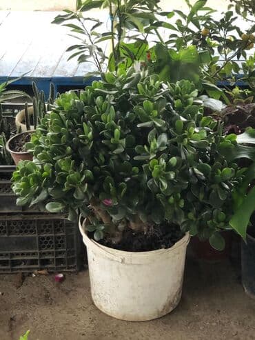 Pul ağaçı. otaq üçün. 100₼