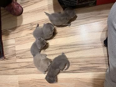 quzu satilir 2021: Şotland yastı qulaq, Yaxşı əllərə, Pulsuz çatdırılma — 1