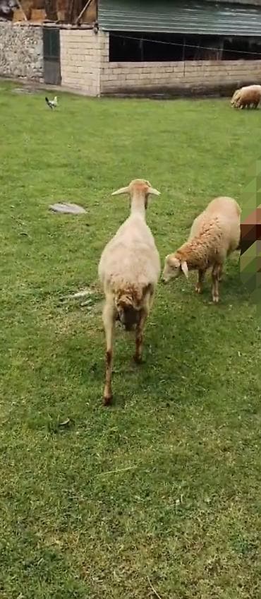 bal şəkli: Erkək, il: 4, 25 kq, Damazlıq, Ünvandan götürmə — 1