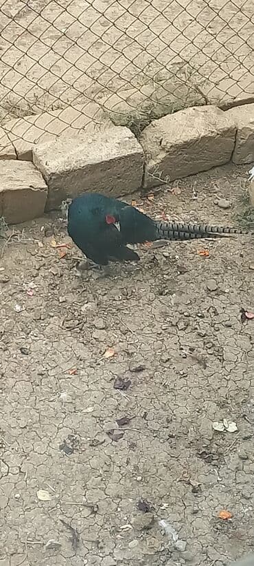 atla eşşəyin cütləşməsi: Zümrüd qırqovlu tək qaldığı ücün satram fərəsi qacıb bekar — 7