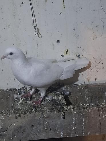 quş yuvası: Ağ rəngli göyərçinlər tutulmadı - Növ: Ev göyərçini (tam ağ rəng — 3