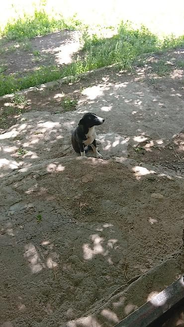 корм для собак баку: Самка — 6