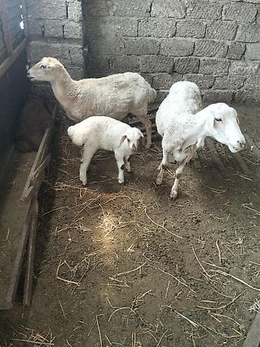 at satiwi: Qoyun iki ədəd yani balali qirmizi bala erkeydi ağ bala disi qiymet — 1