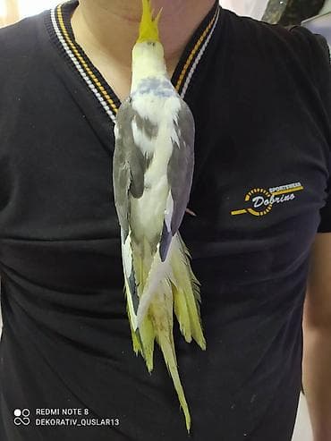 qarğa balası: Salam danisan quslar satilir. Yaslari ferqlidir. Quslar dislemir — 8