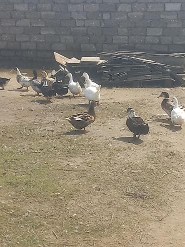 Erkək, Ətlik