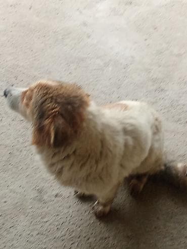 cins ineklerin satisi 2019: Peyvəndli — 2