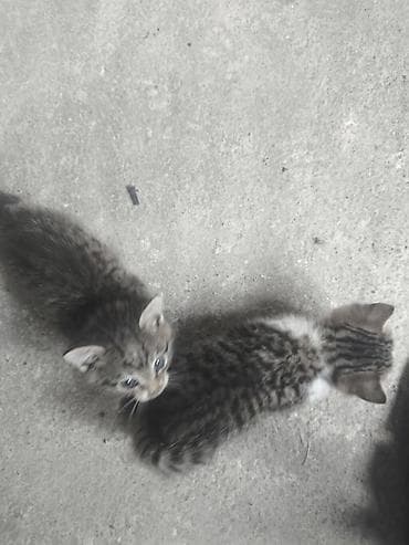 pişik yem: Tabbi, Yaxşı əllərə — 4