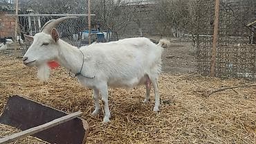 sut: Hövsan Türkan ərazisinə çatdırılma litri 5 AZN. Ünvandan gəlib — 2