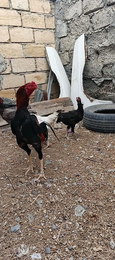 bakida it bazari: Heyrati xoruz fereler satilir hamisi. satilir .fereler 35 manatda — 4