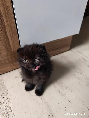 bala keçi: Şotland, Erkək, Dişi, Yaxşı əllərə, Ünvandan götürmə, Pulsuz çatdırılma, Ödənişli çatdırılma — 4