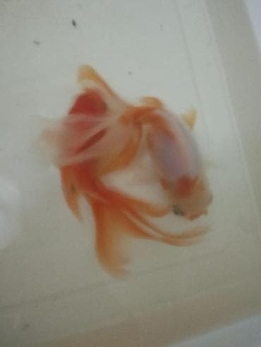 Gəmiricilər: Salam hazir bala veren iri olculu,papaqli arandalar satilir. Olcusu 15 — 3