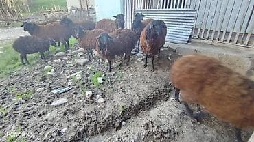 hinduska satilir: 3 baş damazlıq qoç satılır qiyməti 800 manat. 3 baş da dişi quzu — 9