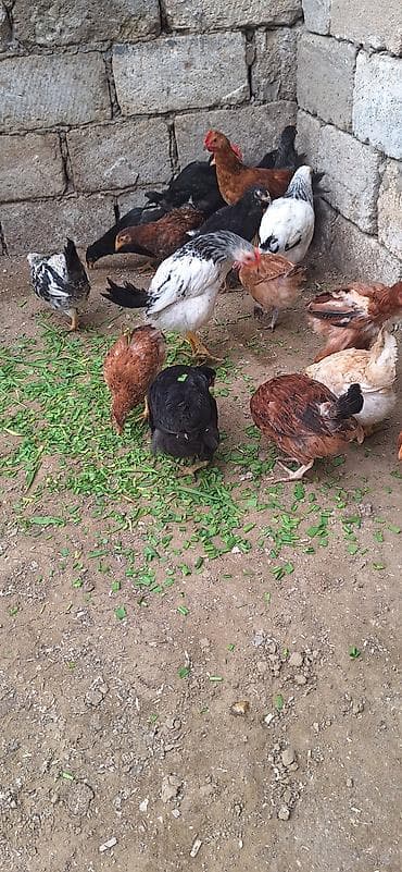 toyuq dami: Toyuq, Damazlıq — 2