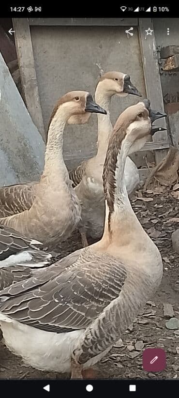 sort qazlar: Arginal afrika qazları Bu sort damazlıq qazlar 60-90 arsı yumurta — 4