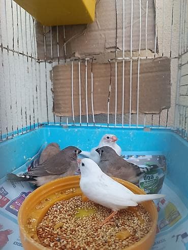 bildircin satisi: Satılır. Amadin quşları. Sağlam quşlardı. iki cütün balalarıdi. Tek — 3