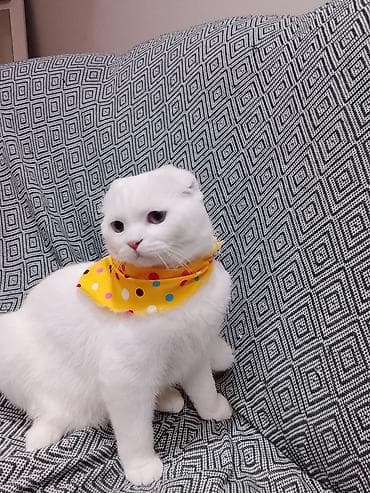 Akvariumlar: Şotland yastı qulaq, Erkək — 3