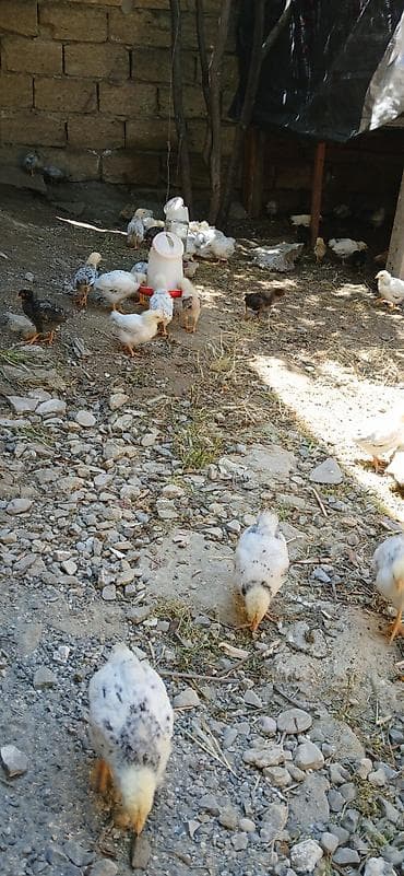 paket arı satışı: Cücə 150 ədəd 1 aylıq, bir yerdə satılır, təcili. Qiyməti 2 manat — 4