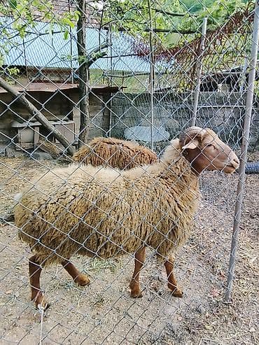 ordek yumurtası satışı: Salam aleykum 2 baş qoyun satılır sağlam hayvanlardı vaxdı vaxdında — 3