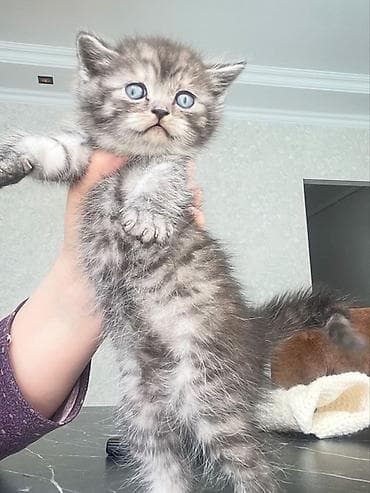 ev quslari adlari: Britan, Erkək — 1