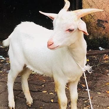 qoyun əti qiyməti: 🔥 Satılır: Safqan Saanen keçilər – yüksək süd verimi! 🔥 Təsərrüfat — 1