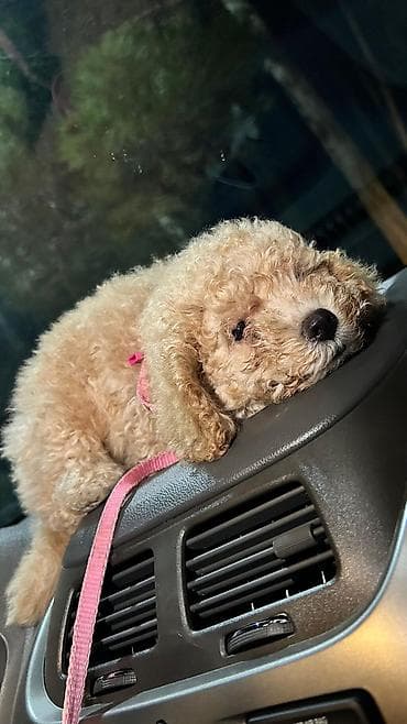 itləri: Pudel — 3