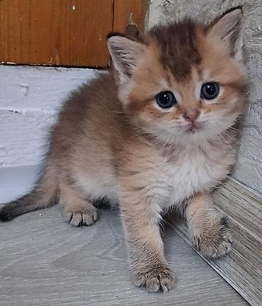 Qızıl şinşilla, Erkək, Yaxşı əllərə, Ünvandan götürmə, Ödənişli çatdırılma