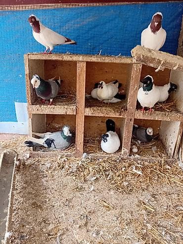 turnik qiymetleri: Quşlar. Bir yerdə 250 manat. Qiymət sondur — 1