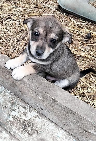 meydan iti satilir: Balaca it balaları cox balacadilar zvanok 3 dənə qalib 1 qara 2 — 5