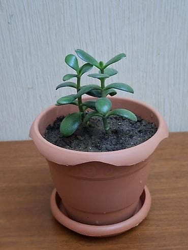 limon satışı: Crassula ovata (Pul ağacı) Bitki tam sağlamdır, zərərvericilər — 1
