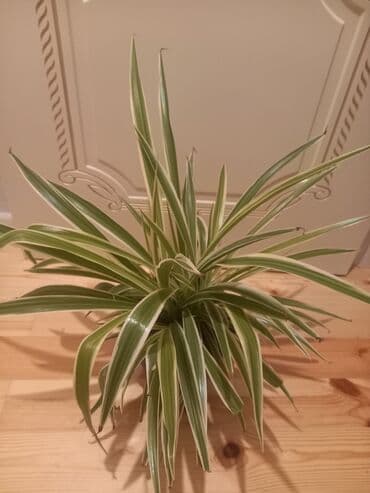 куплю комнатные растения: Gül6m — 3