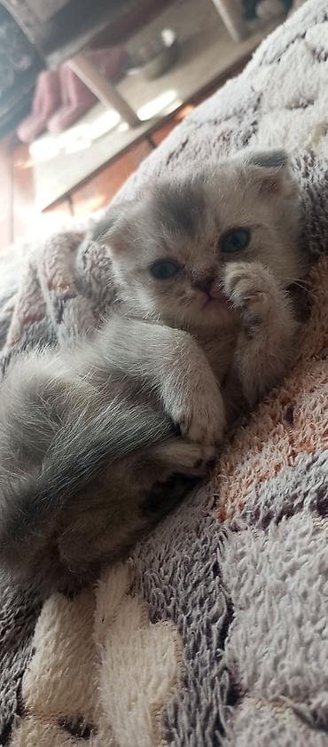 it cinsleri: Britan yastı qulaq, Erkək, Ünvandan götürmə — 2