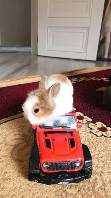 lider toyuq cinsi: Dovsan balalari topdan Ve tek satilir. Yerli ve cins balalar — 7