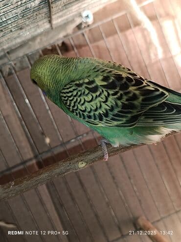 quş üçün qəfəs: Məhsul: Dalmatian/xallı və klassik rəng çeşidlərində nimfa deyil — 9