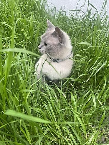 profil ucun pisik sekilleri: Erkək, Cütləşmə üçün, Ünvandan götürmə — 3