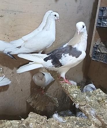 Qoş cep mayadı 12.13 olmalıdır təcili pul lazimdi deyen qoydum bugun — 5