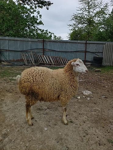 Qoyunlar, qoçlar: Erkək quzu 6aylıqdı. Vidyosuda var — 1