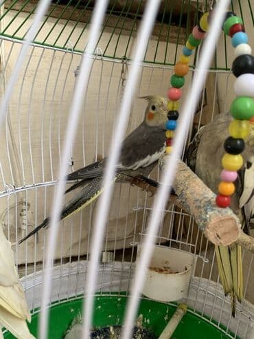 Nymph kakadu (cockatiel) – boz rəngli, yanaqlarında narıncı ləkələr