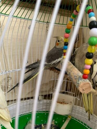 qaşqaldaq quşu: Nymph kakadu (cockatiel) – boz rəngli, yanaqlarında narıncı ləkələr — 1