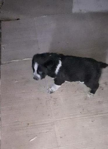 lider 55 cuce: Zvonok — 1