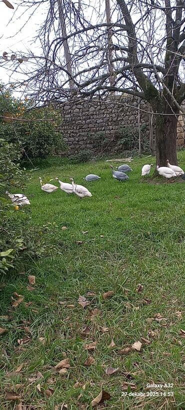 1 aylık doberman: Məhsul: Hind toyuqları – Qvineya quşları (keçilər) Təsvir: - Təbii — 2