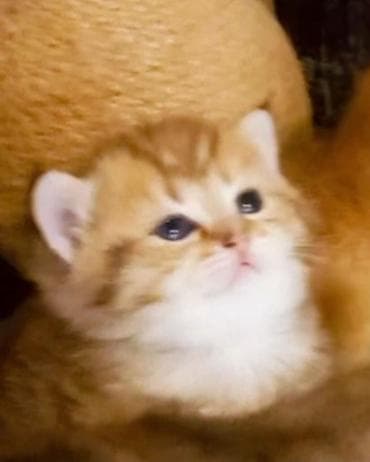 erkək pişik: Britan, Erkək, Yaxşı əllərə, Ünvandan götürmə — 1