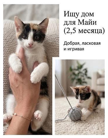 heyvan rezini: Нежная и игривая Майя ищет дом! (2,5 месяца) Ищет самых заботливых и — 1