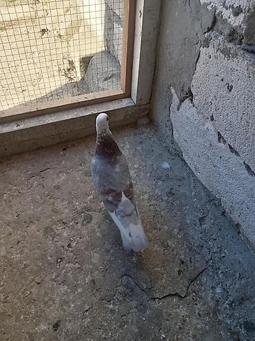 Heyvanlar: Erkeydir tutulma qusdur unvan Neftçala rayonu tel 0555984356 — 1