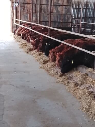 cins ineklerin satisi 2018: Hereford tipli ətlik danalar – fermadan - Şəkildəki bağlamalı fermada — 6