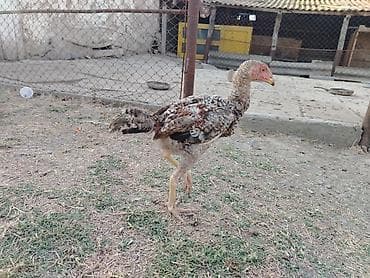 cüce: Toyuq cücələri, Damazlıq — 5